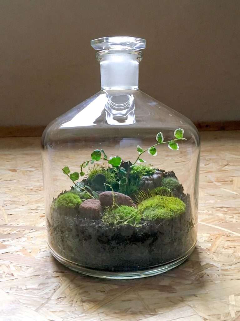 Aus einer Apotheken Flasche wird ein lebendiges Mini-Terrarium