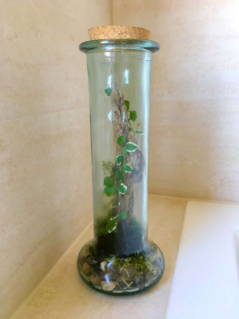 us einer alten Flasche wird ein lebendiges Mini-Terrarium