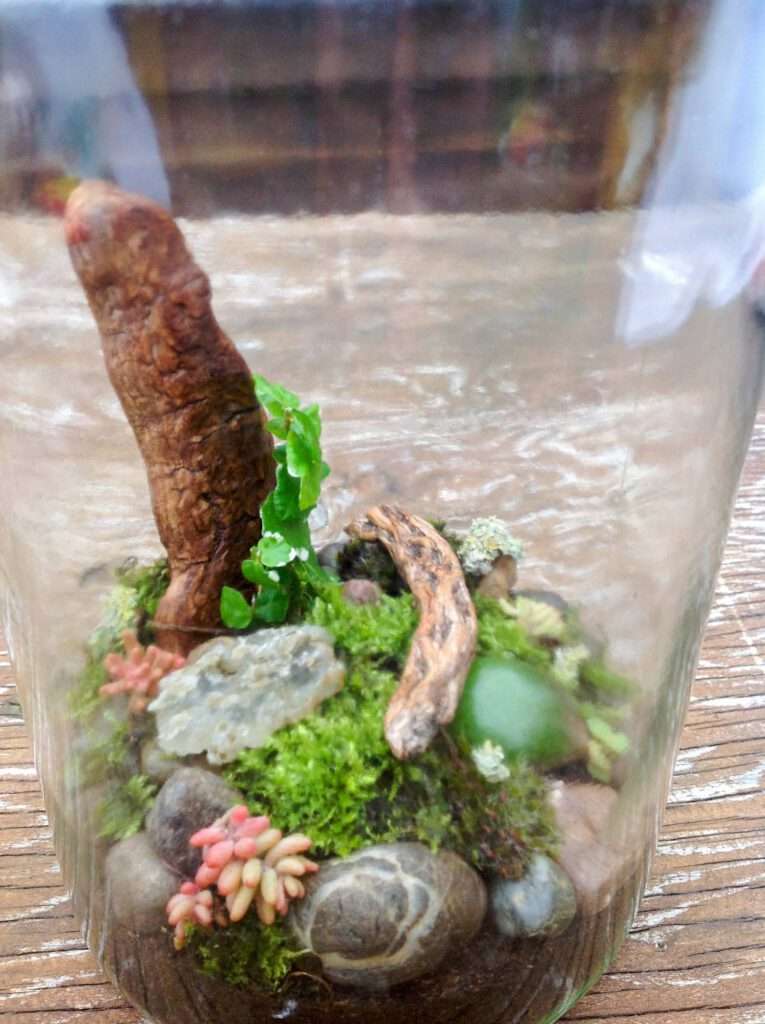Pflegeleichte Pflanzenterrarien aus Upcycling-Gefäßen – Moos, Steine & alte Flaschen.