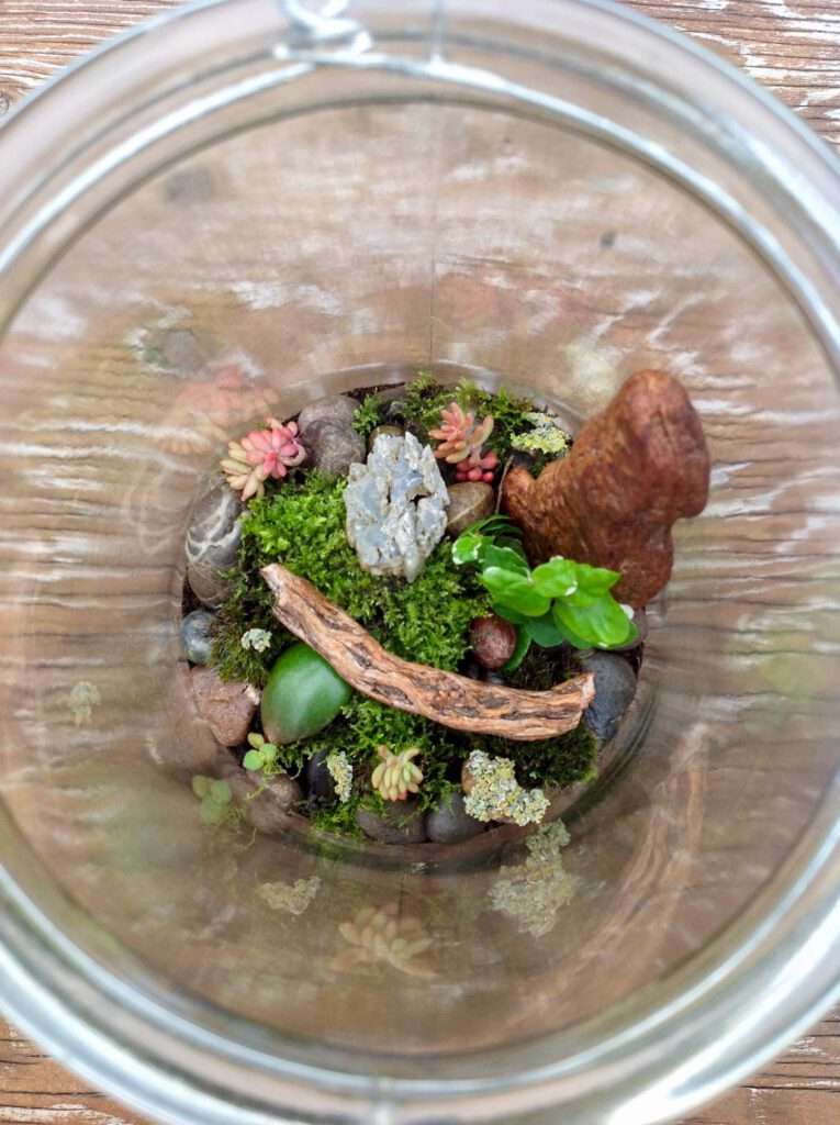 pflegeleichte Zimmerpflanzen Terrarium