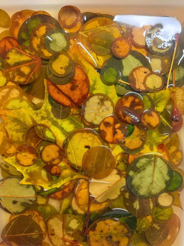 Herbstblätter mit Glycerin und Wasser konservieren.